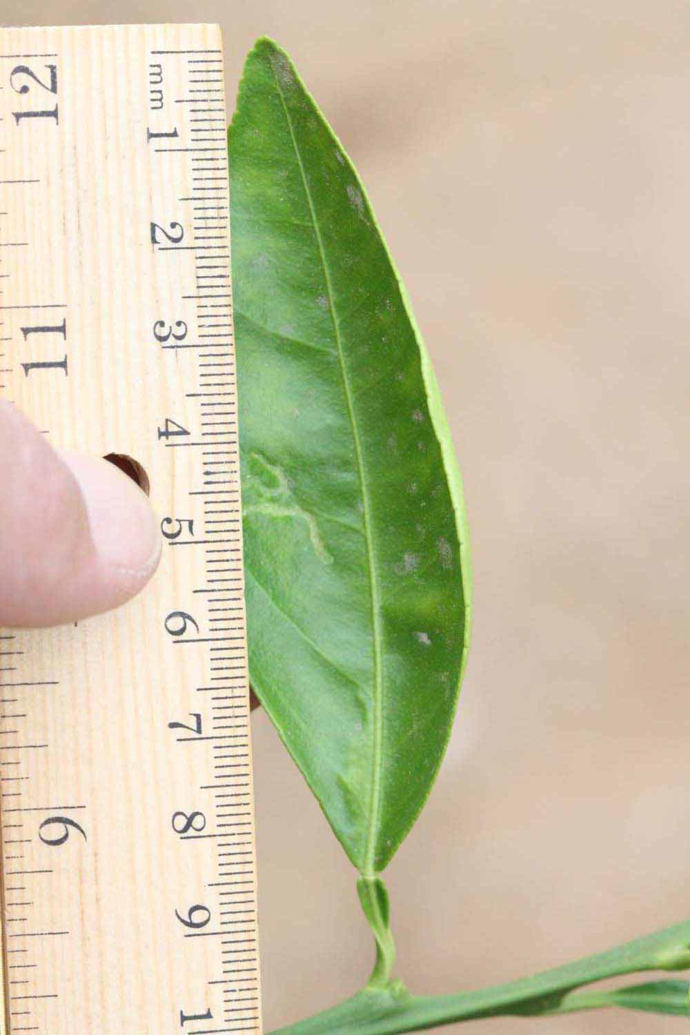            Unifoliolate leaf (Riverside, CA)   